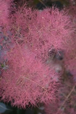 Grace Pink Flowering Smoke Tree - 1 Gallon Pot