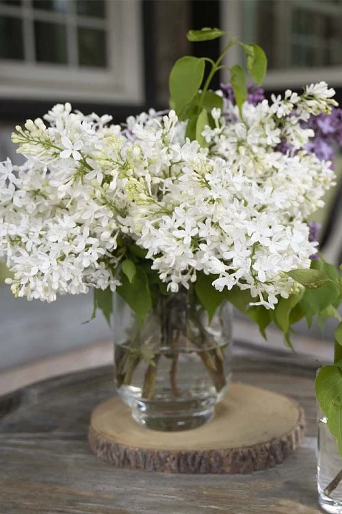 New Age White Lilac (Syringa) - 3 Gallon Pot - Image 5