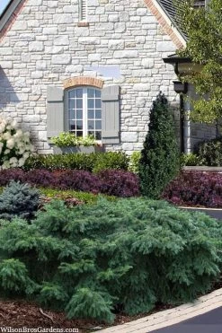 Spreading English Yew (Taxus Baccata 'Repandens) - 3 Gallon Pot