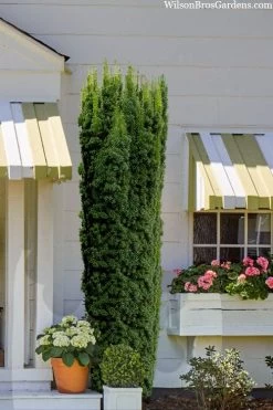 Hicks Columnar Yew (Taxus X Media) - 3 Gallon Pot