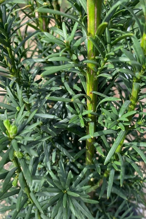 Maureen Columnar Yew (Taxus Hybrid) - 5 Gallon Pot - Image 4