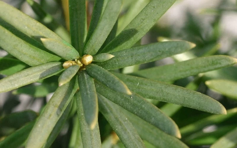 Maureen Columnar Yew (Taxus Hybrid) - 5 Gallon Pot - Image 5