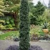Maureen Columnar Yew (Taxus Hybrid) - 5 Gallon Pot