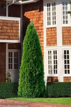 Emerald Green Arborvitae - 3 Gallon Pot