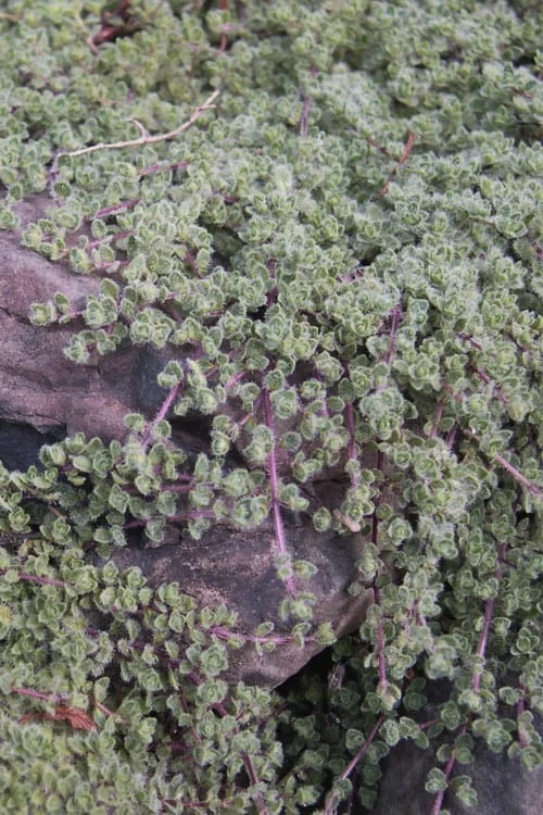 Woolly Creeping Thyme (Thymus Lanuginosis) - 5 Pack Of Pint Pots - Image 10