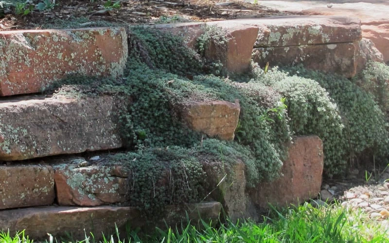 Woolly Creeping Thyme (Thymus Lanuginosis) - 5 Pack Of Pint Pots - Image 4
