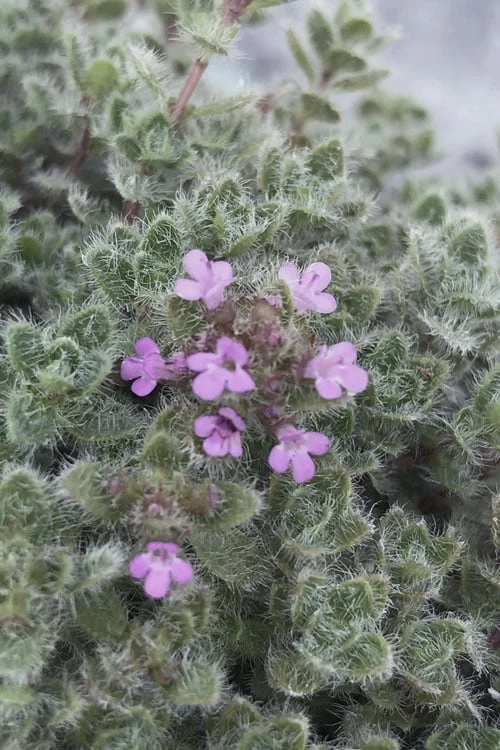 Woolly Creeping Thyme (Thymus Lanuginosis) - 5 Pack Of Pint Pots - Image 5
