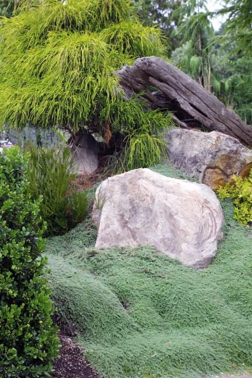 Woolly Creeping Thyme (Thymus Lanuginosis) - 5 Pack Of Pint Pots - Image 7