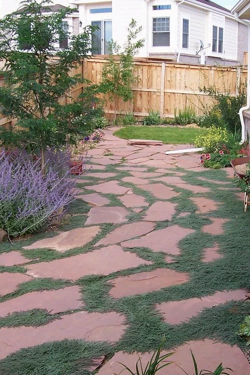 Woolly Creeping Thyme (Thymus Lanuginosis) - 5 Pack Of Pint Pots - Image 8