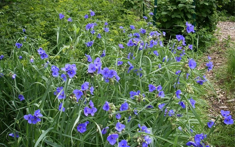 Ohio Blue Jacket Spiderwort (Tradescantia Ohiensis) - 1 Gallon Pot - Image 5