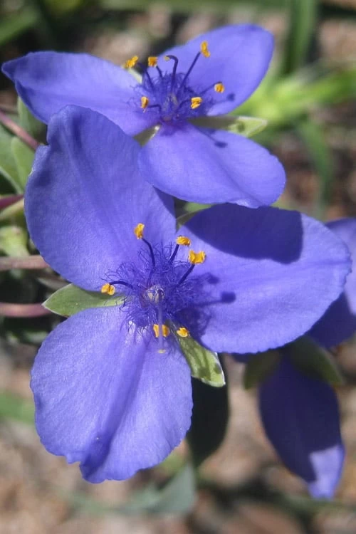 Ohio Blue Jacket Spiderwort (Tradescantia Ohiensis) - 1 Gallon Pot