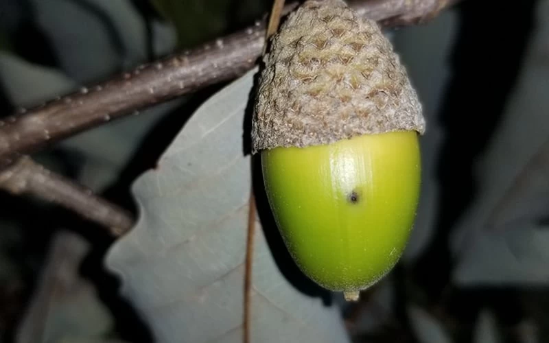 Chestnut Oak Tree (Quercus Prinus) - 1 Gallon Pot - Image 7