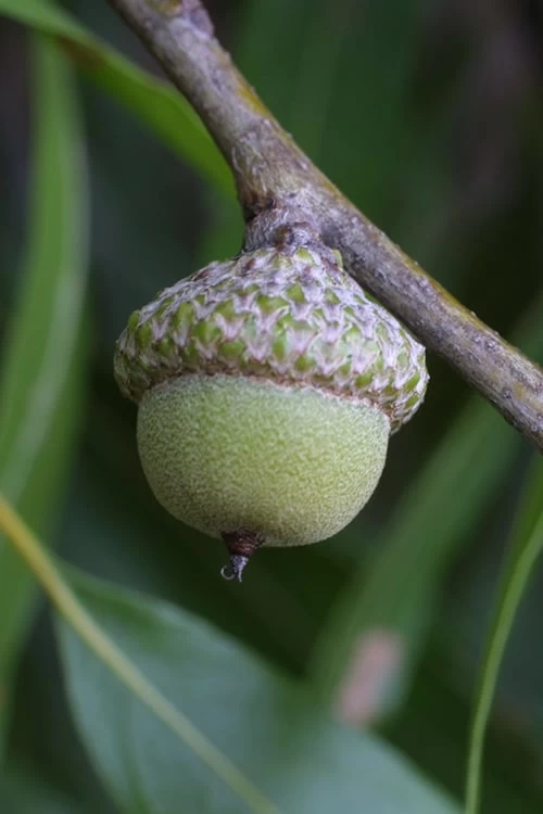 Willow Oak Tree (Quercus Phellos) - 3 Pack Of 1.5 Quart Pots - Image 8