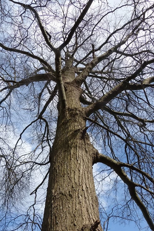 Willow Oak Tree (Quercus Phellos) - 3 Pack Of 1.5 Quart Pots - Image 7