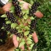 Evergreen Huckleberry (Vaccinium Ovatum) -3 Gallon Pot