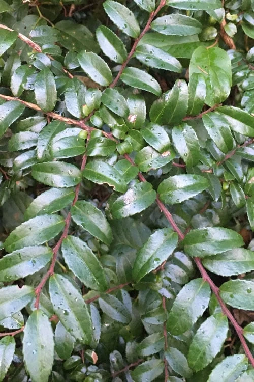 Evergreen Huckleberry (Vaccinium Ovatum) -3 Gallon Pot - Image 9