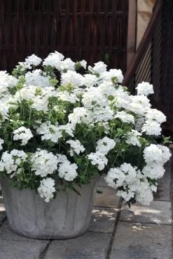 EnduraScape White Verbena - 10 Pack Of Pint Pots