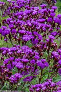 New York Ironweed (Vernonia Noveboracensis) - 1 Gallon Pot