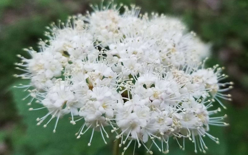 Maple Leaf Viburnum - 1 Gallon Pot - Image 9