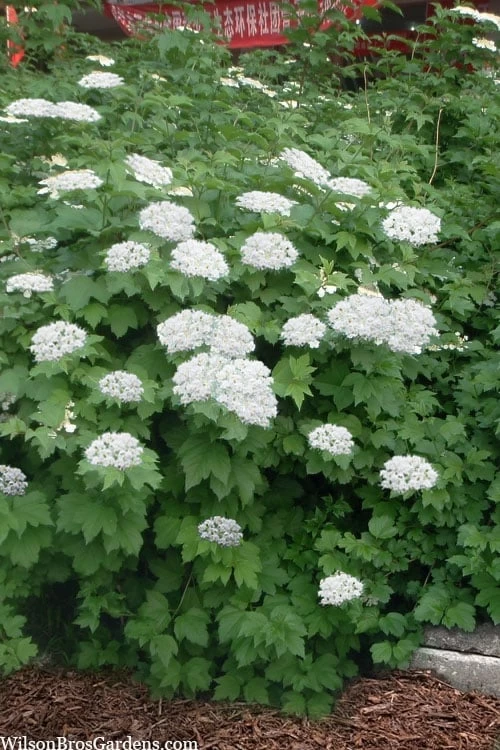 Maple Leaf Viburnum - 1 Gallon Pot - Image 4