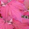Maple Leaf Viburnum - 3 Pack Of 1.5 Quart Pots