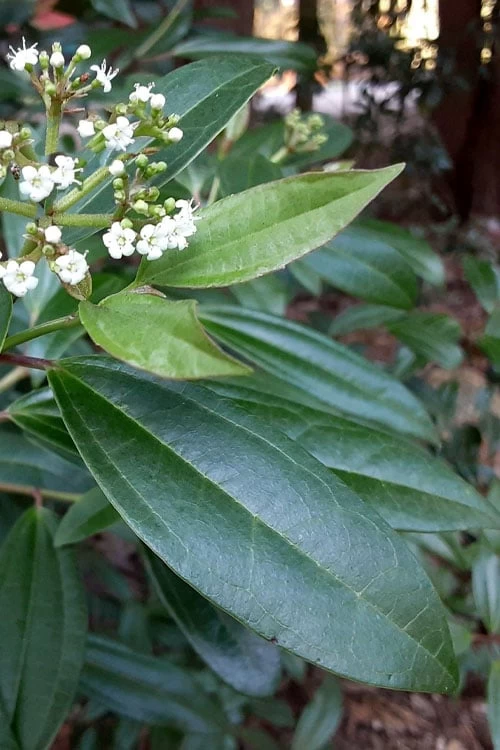 Moonlit Lace Viburnum - 7 Gallon Pot - Image 5