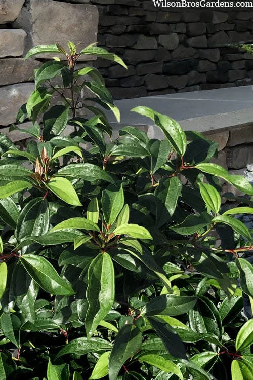Moonlit Lace Viburnum - 3 Gallon Pot