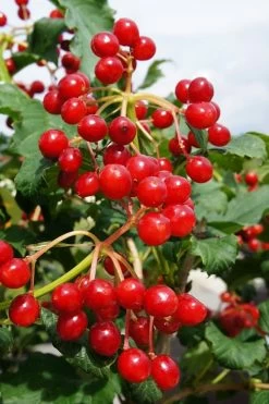 Dwarf European Cranberry Bush - 1 Gallon Pot