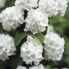 Japanese Snowball Bush (Viburnum Plicatum) - 2 Gallon Pot