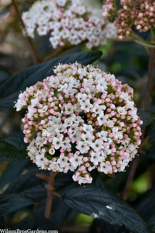 Prague Viburnum - 1 Gallon Pot - Image 5
