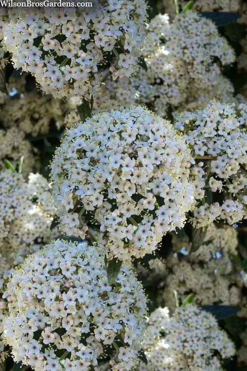 Prague Viburnum - 1 Gallon Pot - Image 6