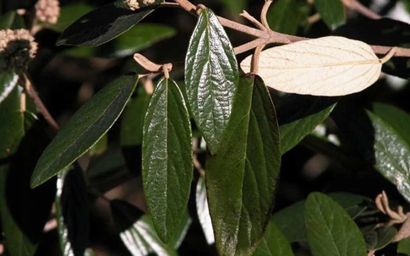 Prague Viburnum - 2.5 Quart Pot - Image 8