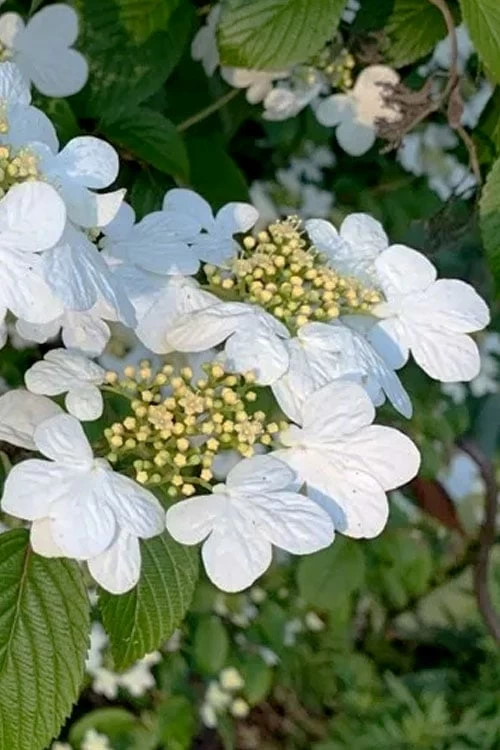 Summer Snowflake Viburnum - 1 Gallon Pot - Image 5