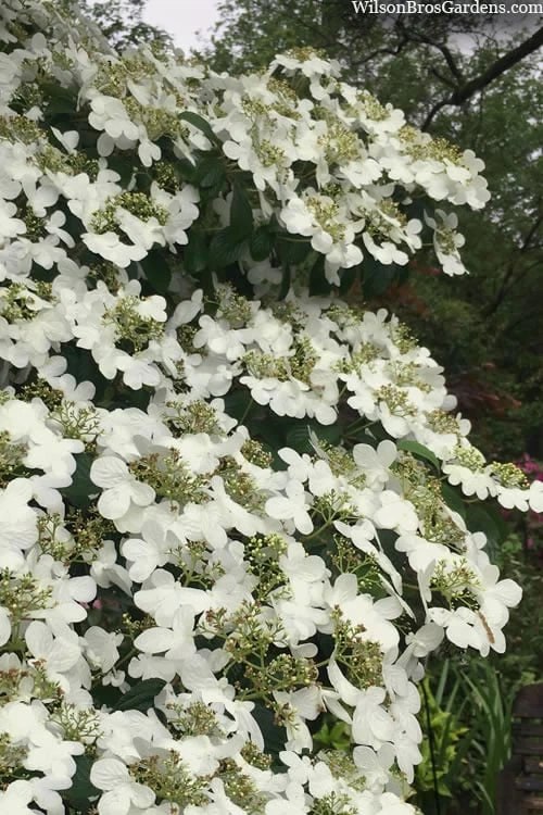 Summer Snowflake Viburnum - 1 Gallon Pot - Image 7