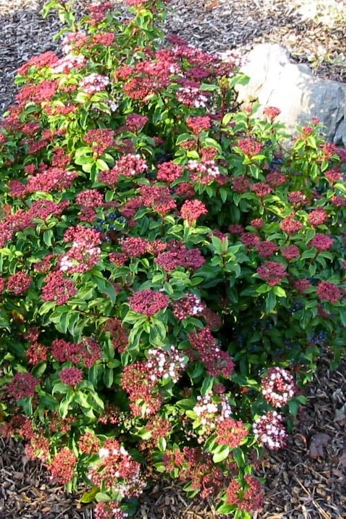 Spring Bouquet Viburnum - 6 Pack Of 1 Gallon Pots - Image 5
