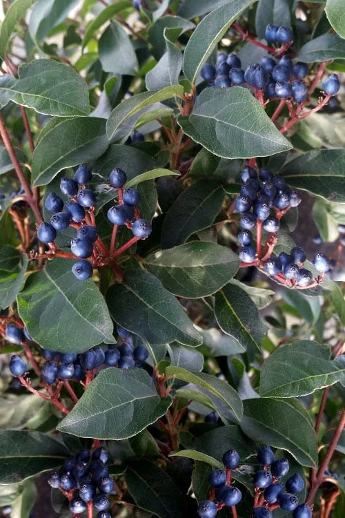 Spring Bouquet Viburnum - 6 Pack Of 1 Gallon Pots - Image 7