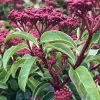 Spring Bouquet Viburnum - 6 Pack Of 1 Gallon Pots