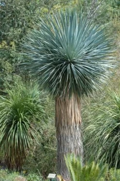 Big Bend Yucca Rostrata - 3 Gallon Pot