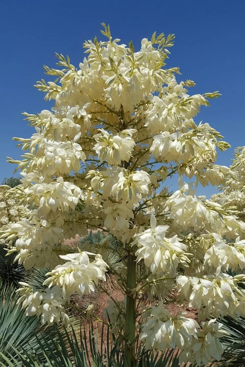 Sapphire Skies Big Bend Yucca Rostrata - 1 Gallon Pot - Image 5