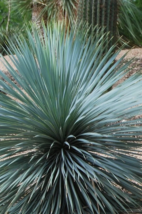 Sapphire Skies Big Bend Yucca Rostrata - 1 Gallon Pot - Image 9