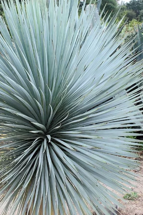 Sapphire Skies Big Bend Yucca Rostrata - 1 Gallon Pot - Image 6