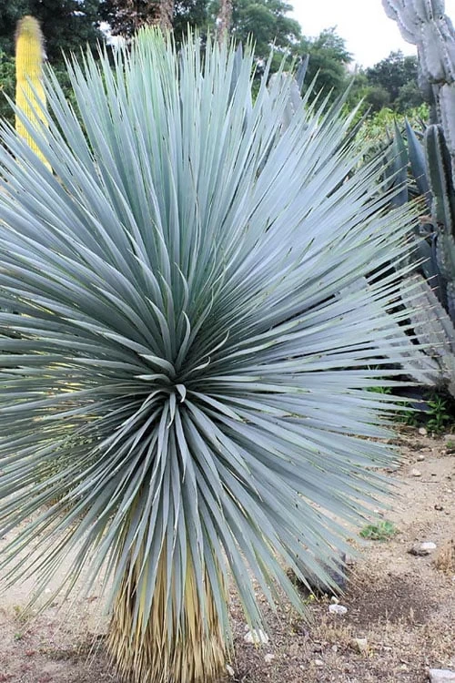 Sapphire Skies Big Bend Yucca Rostrata - 1 Gallon Pot - Image 4